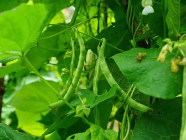蠶豆應(yīng)該如何正確的施肥
